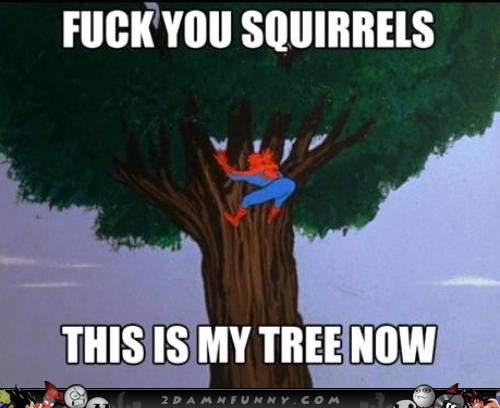 60s-Spiderman-Meme-Conquers-The-Squirrel-Tree.jpg