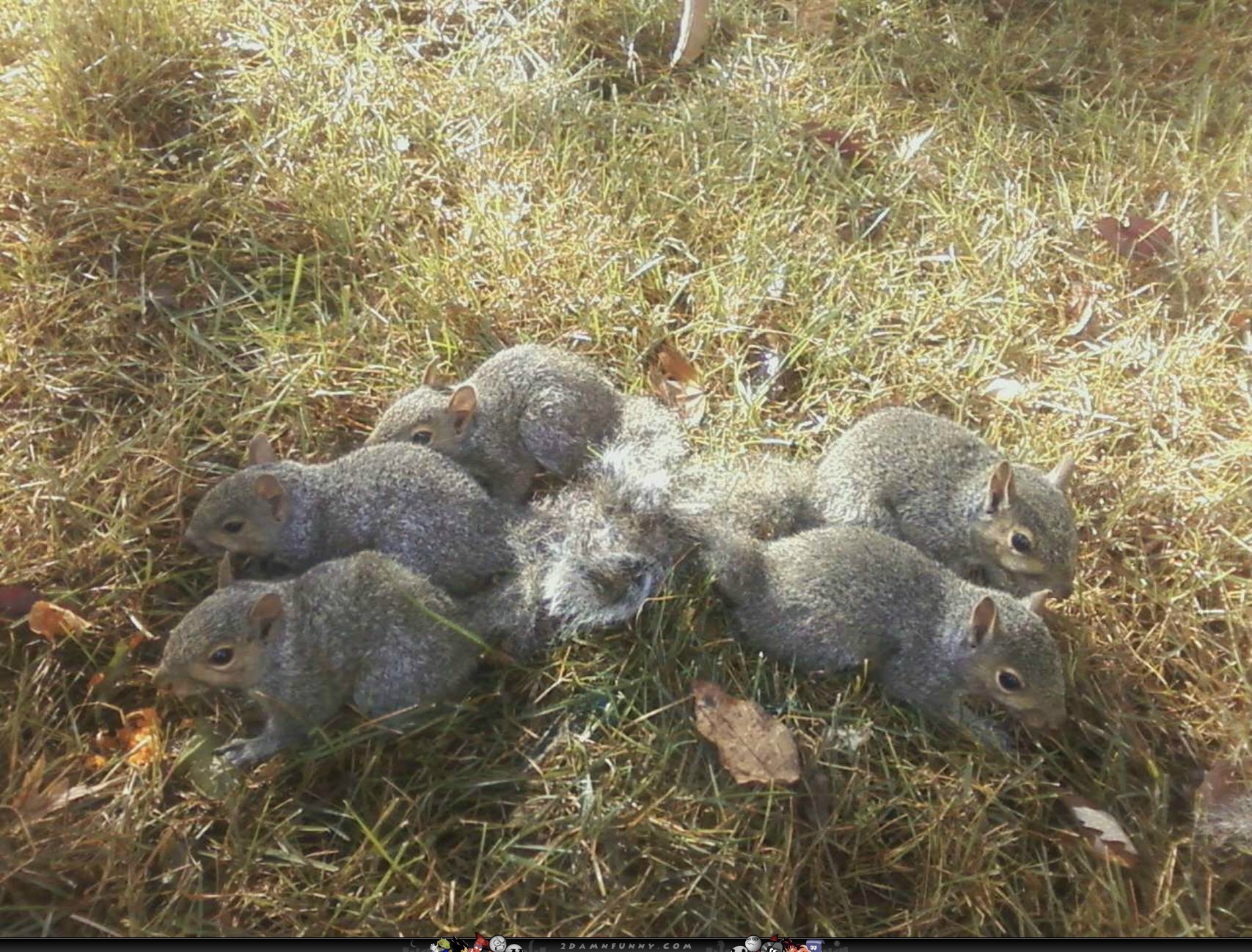Happy Puppy Air Swimming Like There’s No Tomorrow