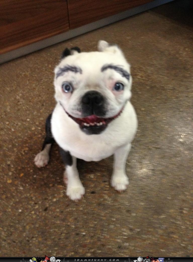 Boston-terrier-With-Human-Sharpie-Eyebrows.jpg
