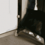 Cat Lady Herding The Animals