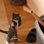 Cat Trains For His Biggest Fight Yet