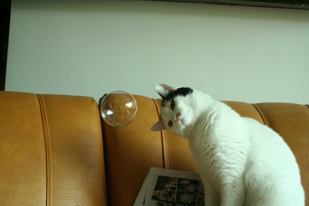 [Obrázek: Cat-Is-Confused-By-A-Floating-Bubble.jpg]