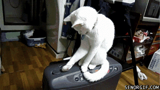 OCD-Cat-Is-Real-Tired-Of-Your-Antics.gif