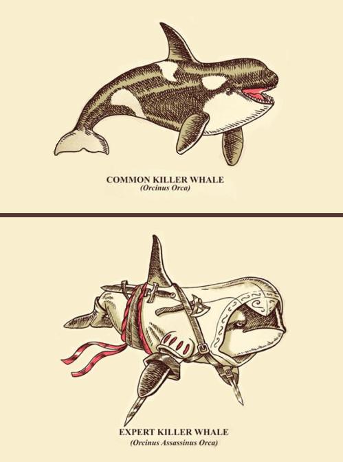 Killer Whale Evolution Chart