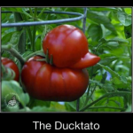 The Tomato Duck Fruit Vegetable