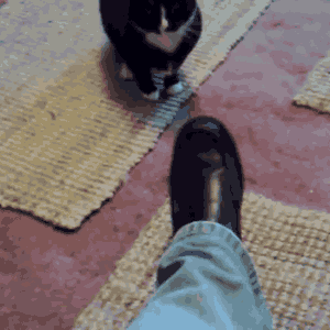 Cat-Pummels-Evil-Foot-Shoe-With-Windmill-Fury.gif