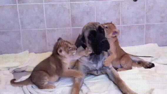 [Image: Lion-Cubs-Play-With-Their-Dog-Buddy-That...Future.gif]