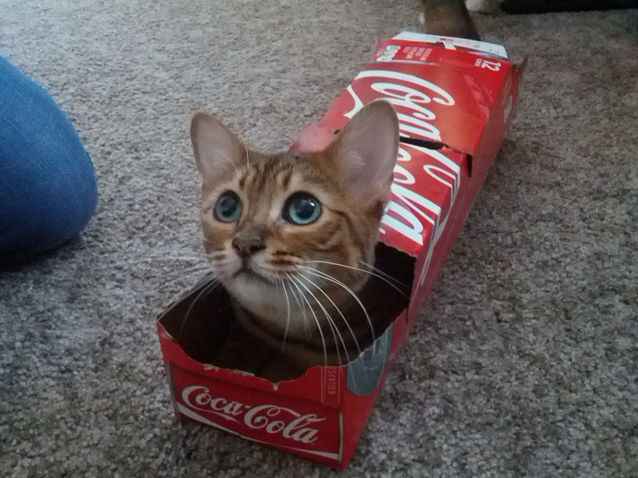 Why-Did-You-Disturb-Cat-In-Its-Brand-New-Coke-Box.jpg