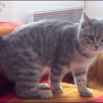 Cat Gets Into A Barrel Rolling Fight With Its Tail