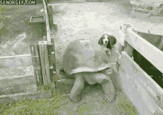 Dog-Gets-Stuck-In-A-Turtle-Traffic-Jam.g