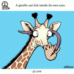 A Giraffe Can Lick Inside Its Own Ear Fat by Qi.com
