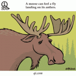 A Moose Can Feel A Fly Land On Its Antlers Fact By Qi.com