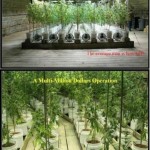 A Multi-Million Dollar Pot Growing Operation In A Tennessee Home