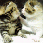 Adorable Kittens Smooch & Fall Over