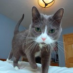 Amazing Green Eyes On This Curious Cat