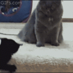 Berserk Cat Messes With The Wrong Champion Boxer Cat