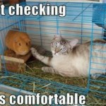 Cat Checks The Tenderness Of The Guinea Pig