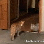 Cat Doesn't Know How To Exit The Room With Style