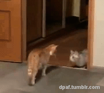 Cat-Doesnt-Know-How-To-Exit-The-Room-Wit
