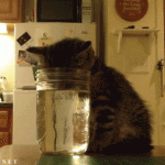 Cat Endulges In Too Much Drinking
