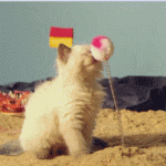 Cat Enjoys Booping With Its Springy Toy On A Pretend Beach