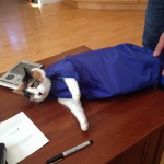 Cat In The Bag Really Wants Out Of The Bag