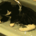 Cat Loves Bath Time & Demands More Water !