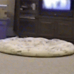 Cat Races On The Cookie Track