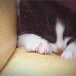 Cute Kitty Is Curious Of The Camera Device