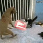 Darth Cat Slices Up Dog With Its Dual Lightsabers
