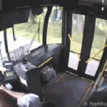 Deer Catches Up With The Bus Late For Work
