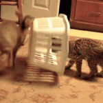 Deer Traps The Bobcat In This Game Of Deer & Cat