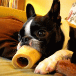 Dog Enjoys Its Big Tube Bone