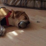 Dog Falls Asleep Dreaming Of Catching Balls