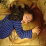 Dog & Little Boy Sleeping & Drooling Comfortably On Each Other