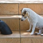 Dog Wonders How To Enter Portals Now