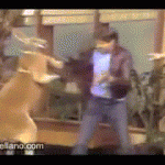 Don't You Ever Try To Choke A Kangaroo Punk