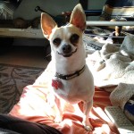 Every Day This Dog Shows The World This Stupid Smerk