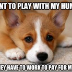 First World Dog Problem Meme Wants To Play