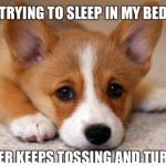 First World Dog Problems While Trying To Sleep