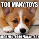 First World Problem Dog Has Too Many Toys