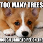 First World Problems Dog Has too Many Trees