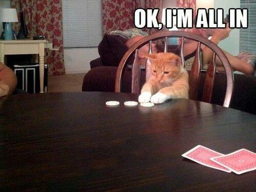 Gambling Cat Goes All In On The Card Game