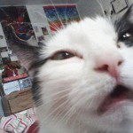 Glorious Cat Caught Mid Sneeze