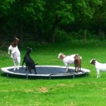 Goats Playing Around On A Trampoline