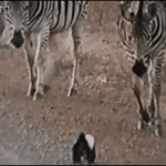 Honey Badger Mother To The Rescue From A Curious Zebra