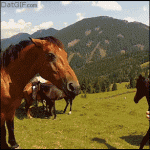 Horse Bites Human While Its A Little Freaked Out