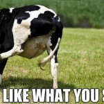 Lady Cow Relates Very Much To The Average Girl On Facebook