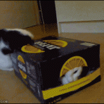 No A Box Too Small For Liquid Cat