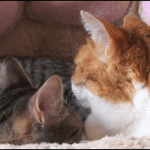 Not Now Cat, I'm Taking A Bath